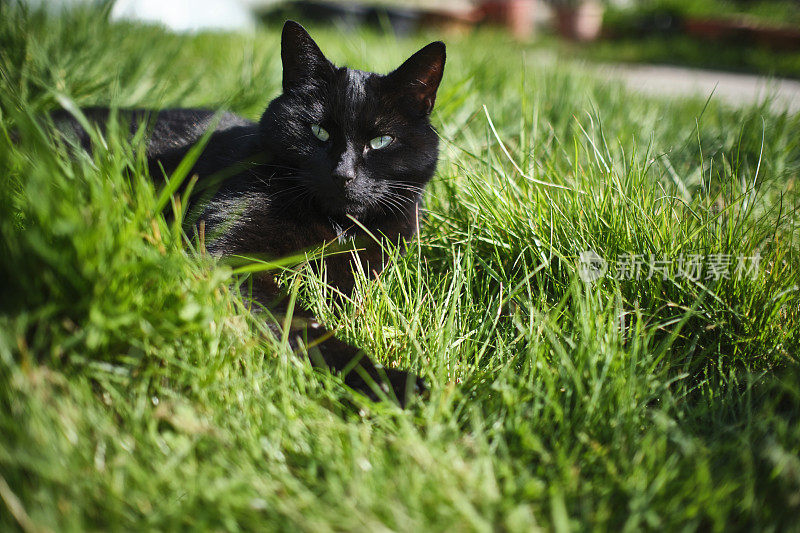 黑猫坐在长长的草坪上，看着相机。