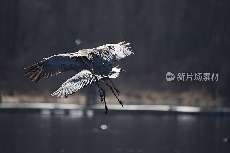 沙丘起重机在水中降落