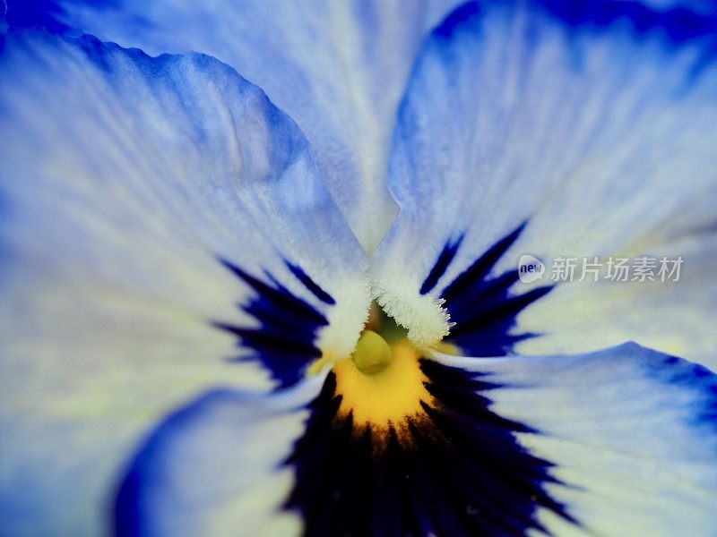 蓝色堇型花