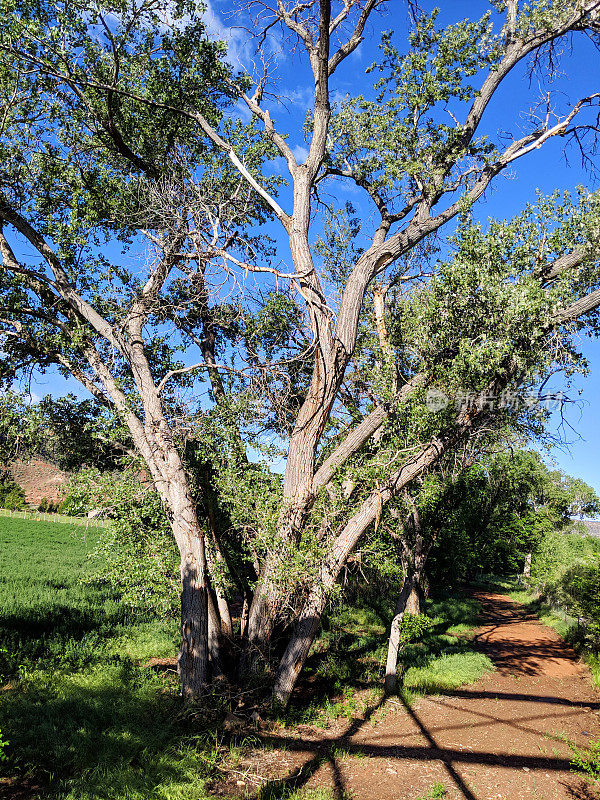 美国犹他州罗克维尔市维珍河岸边的一种杨木