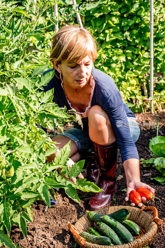 成熟的女人收获自家种植的有机蔬菜