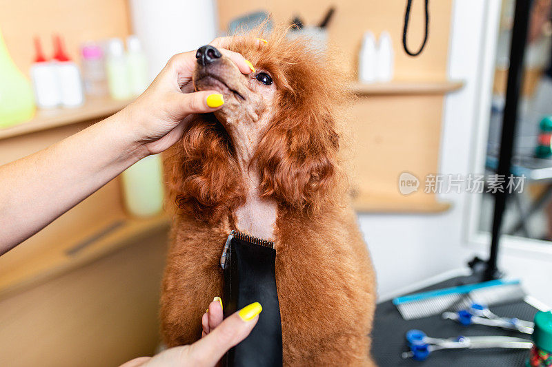 贵宾犬得到培养