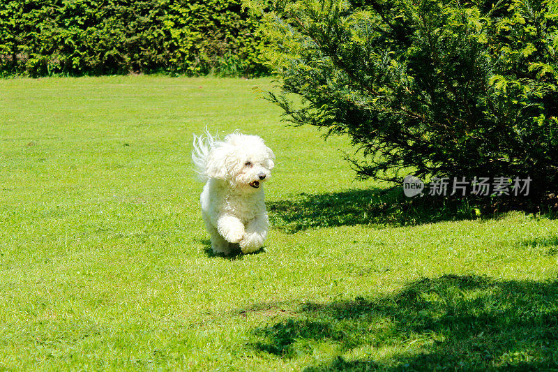 顽皮的小狗，比熊