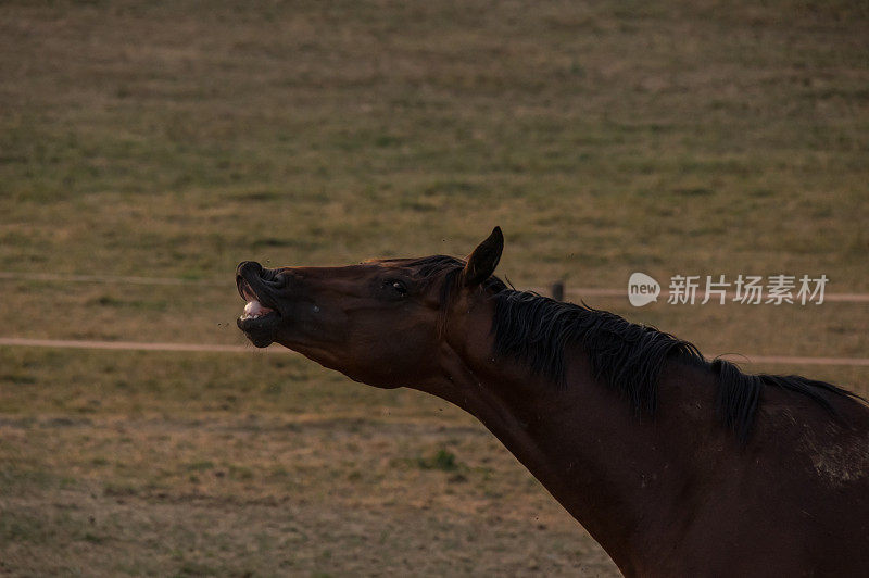 乡村日落场景与flehmen马