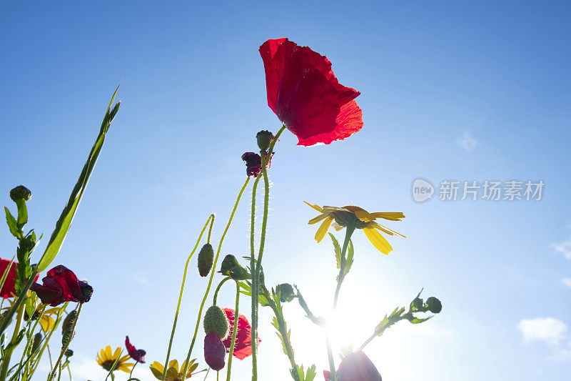 纽基克兰托克的野花草地上盛开着罂粟和金盏花，在夏日傍晚的阳光下背光闪烁。