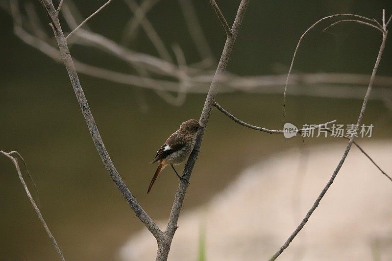 黑星病