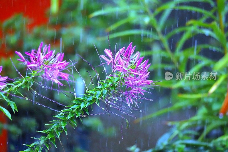 雨中的一朵花