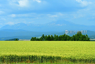 北海道别依镇广阔、起伏、五彩缤纷的农场