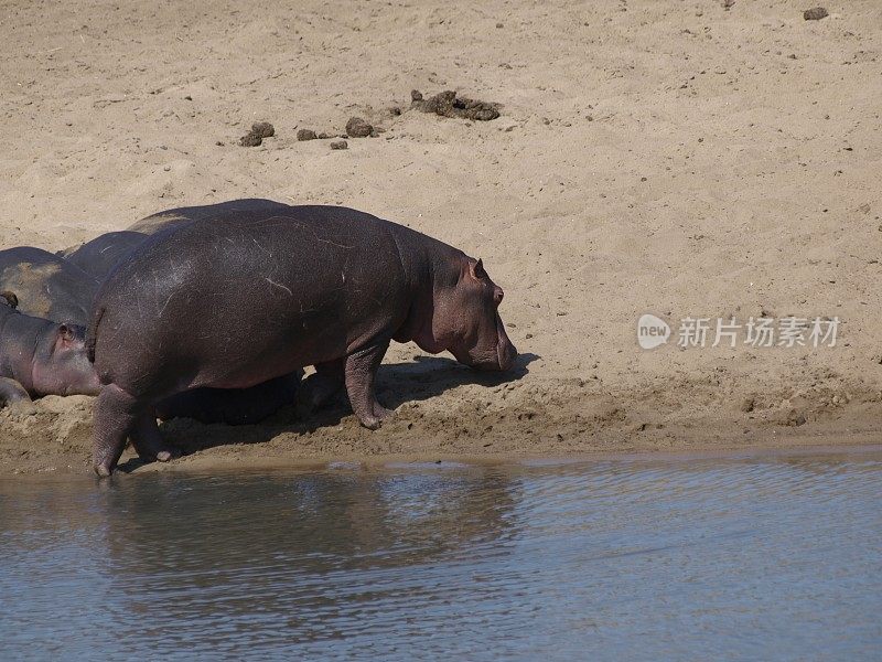 奥利凡特河，克鲁格国家公园，南非