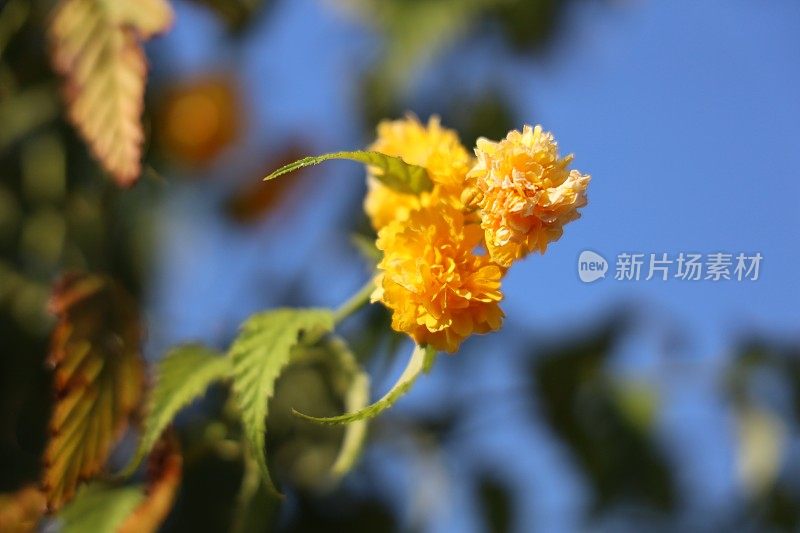 小黄灌木花