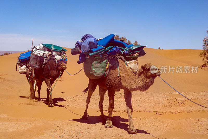 骆驼商队在撒哈拉沙漠米米德，扎戈拉，摩洛哥，北非