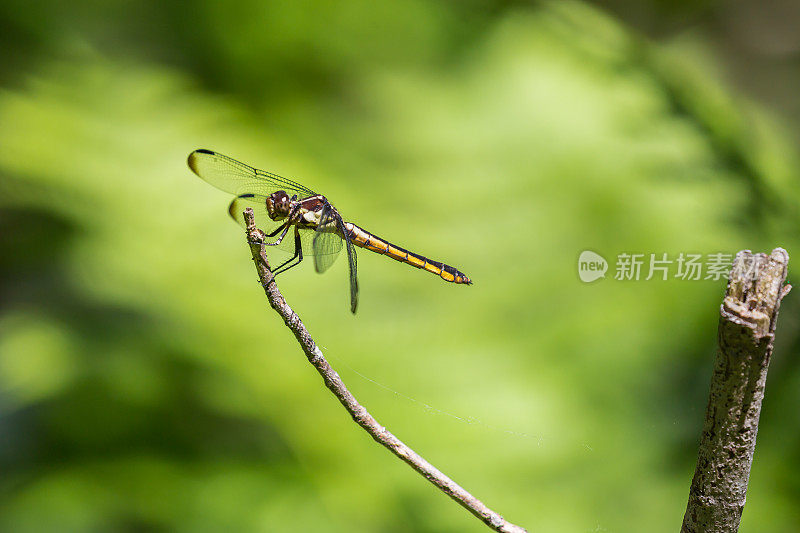 小火蜻蜓(雌性)(小火蜻蜓)