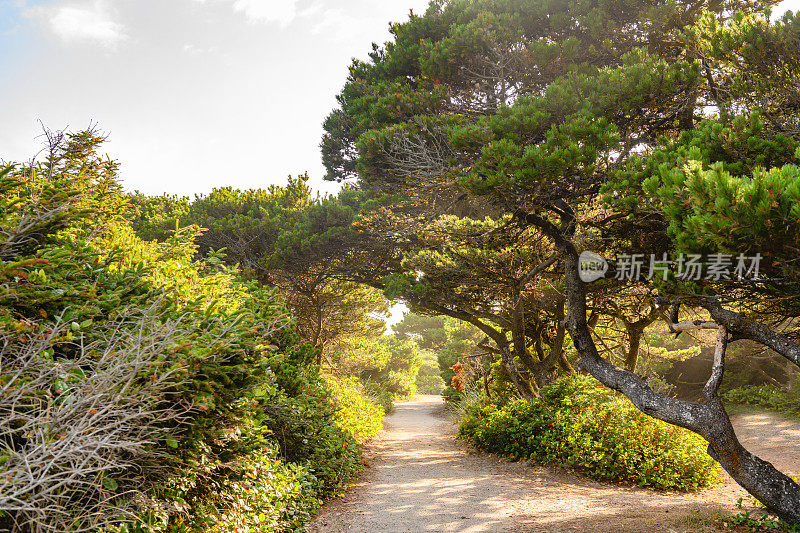 穿过绿树的海岸海滩小径在美国俄勒冈州