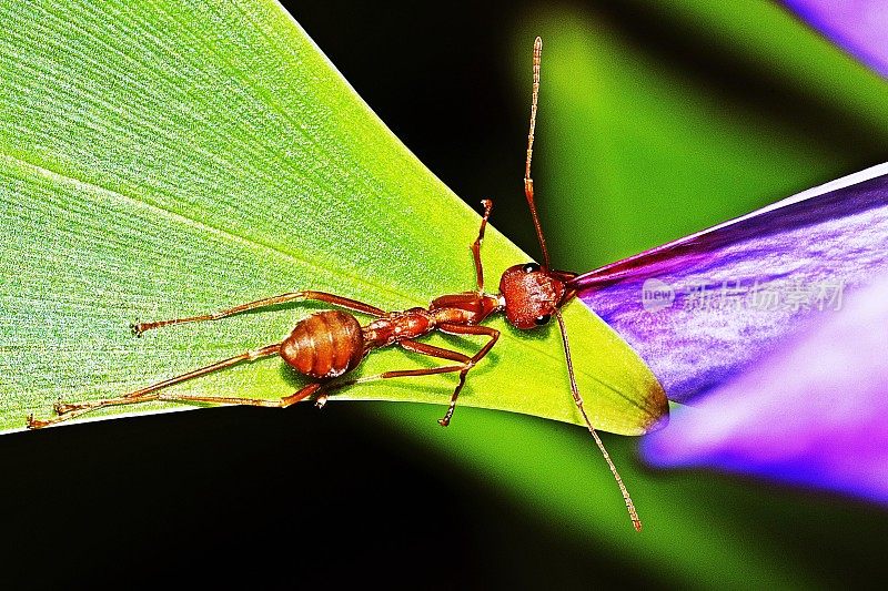 蚂蚁咬花瓣从绿叶-黑色的背景。