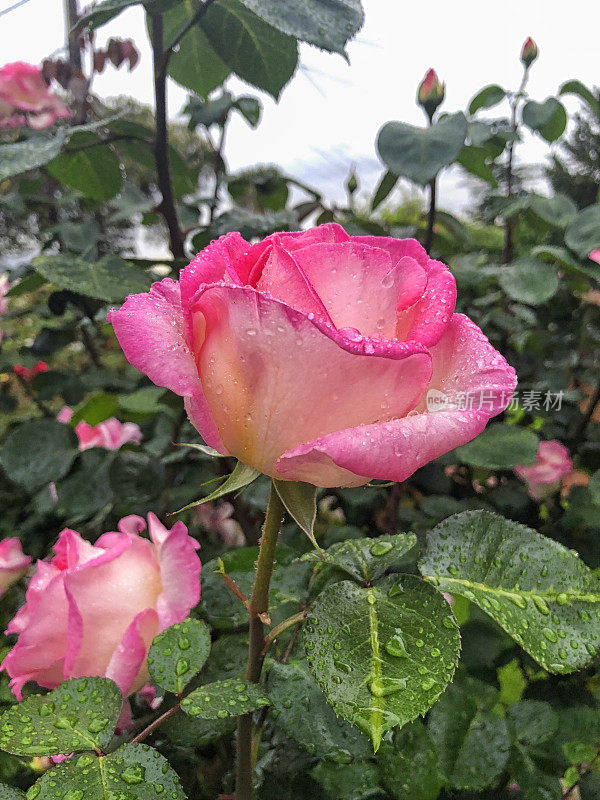 粉红玫瑰上的雨滴