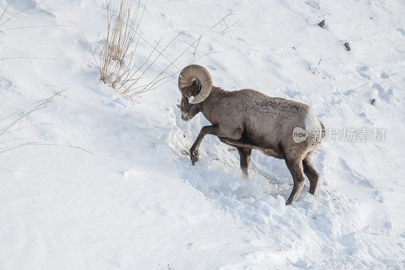 大角公羊在黄石公园的雪地里挖草