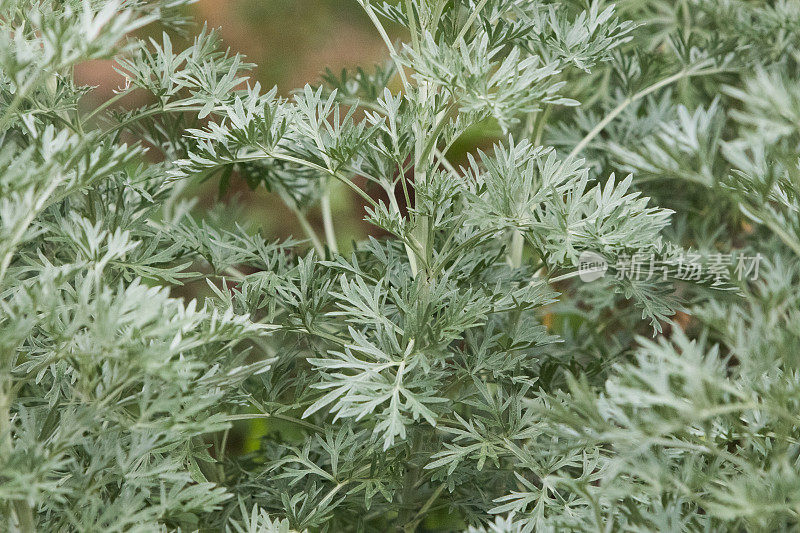 巴西塞拉多的植物群