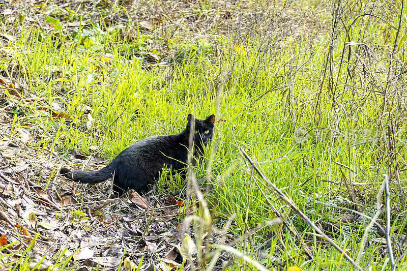 田野里的猫