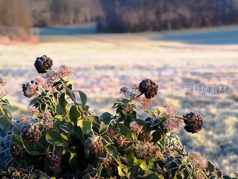 冬天田野里冰冻的黑莓