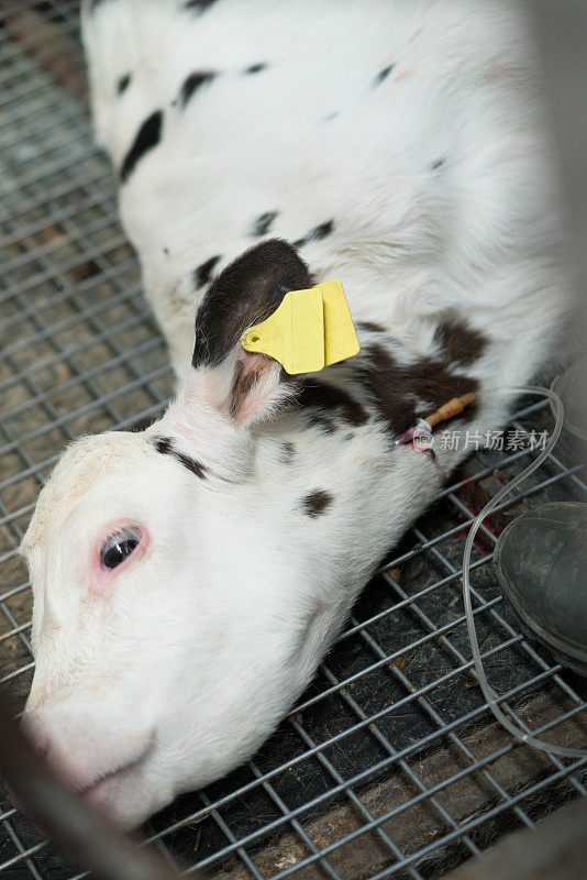 初生牛犊坐在笼子里