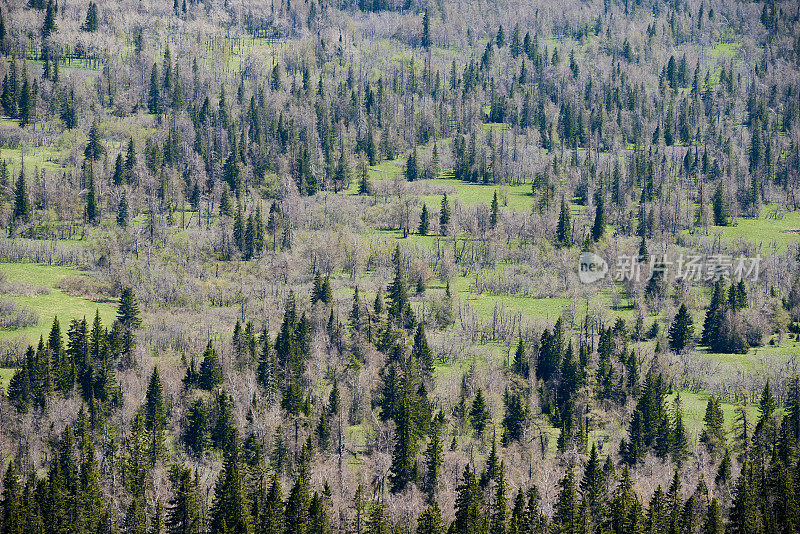 广阔无垠的荒野。鸟瞰混合林地与松树和桦树在国家公园，乌拉尔，俄罗斯