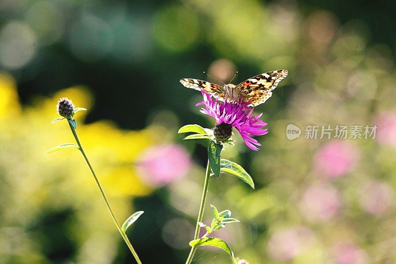 蝴蝶喝花蜜