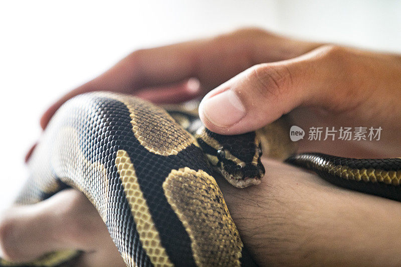 年轻男子用手抚摸他的宠物巨蟒的特写