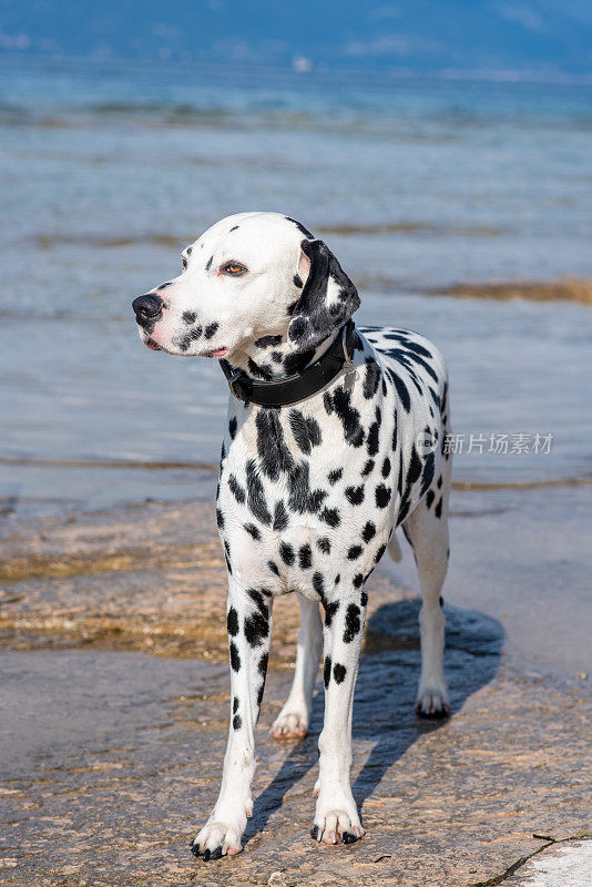 达尔马提亚犬