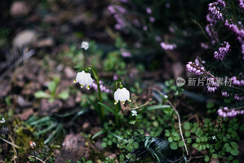 植物与花:一组雪花莲，白花