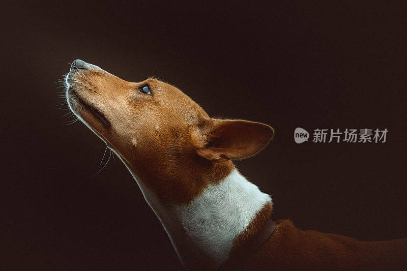 巴辛吉梗犬