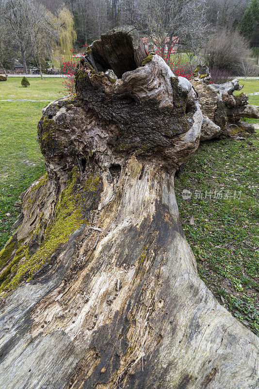 特写的树干背景在阿塔图尔克植物园，土耳其