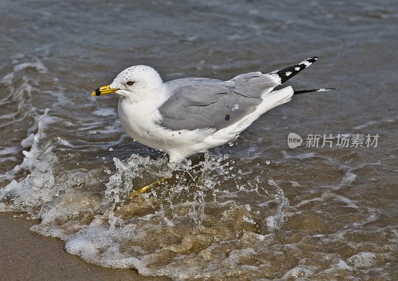 海鸥