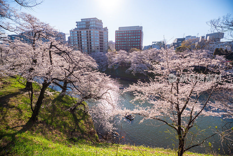东京千代田千鸟渊公园里盛开的樱花