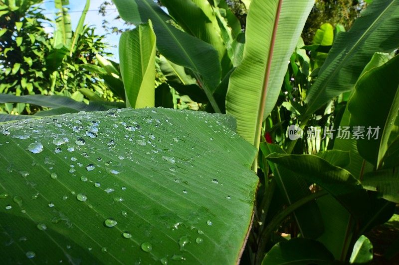 珠状雨滴落在香蕉叶的蜡质表面