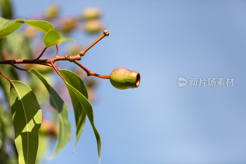 特写澳大利亚口香糖坚果，美丽的自然背景与复制空间