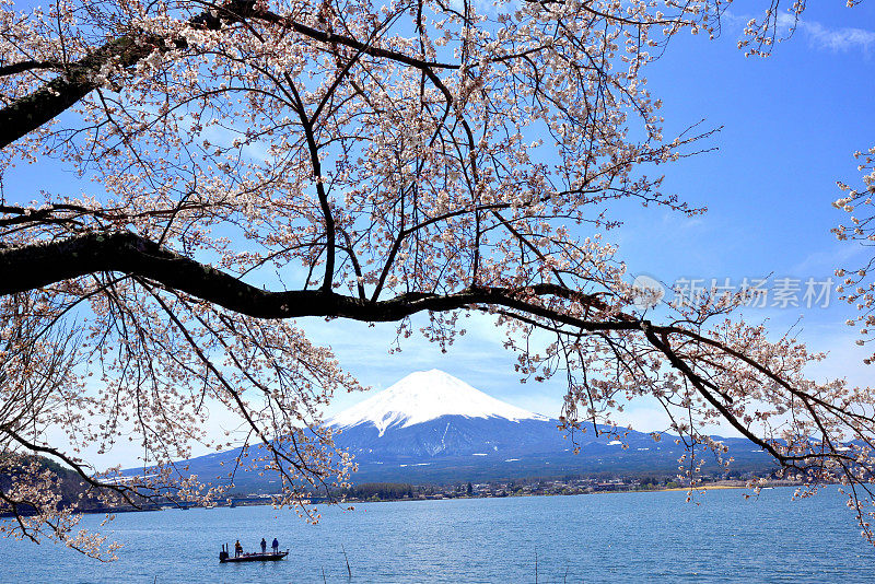 富士山和川口湖的樱花