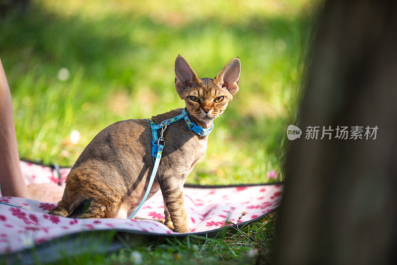 德文郡雷克斯小猫在宠物皮带看相机户外