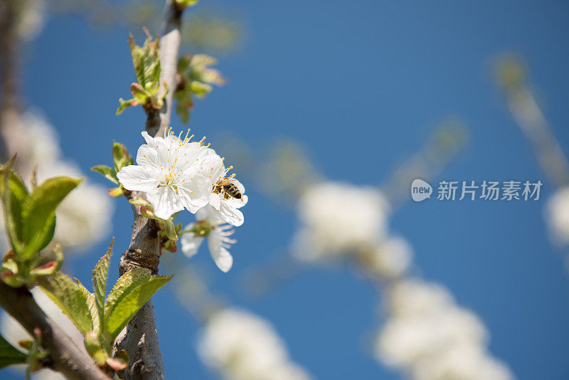 蜜蜂在盛开的樱桃树上采集花粉