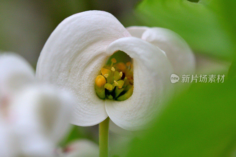 山茱萸花的极端特写照片，被花瓣状苞片包围