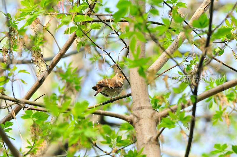 春天的风景。普通的夜莺，或称东方夜莺，是鸟类中最著名的歌唱家之一。