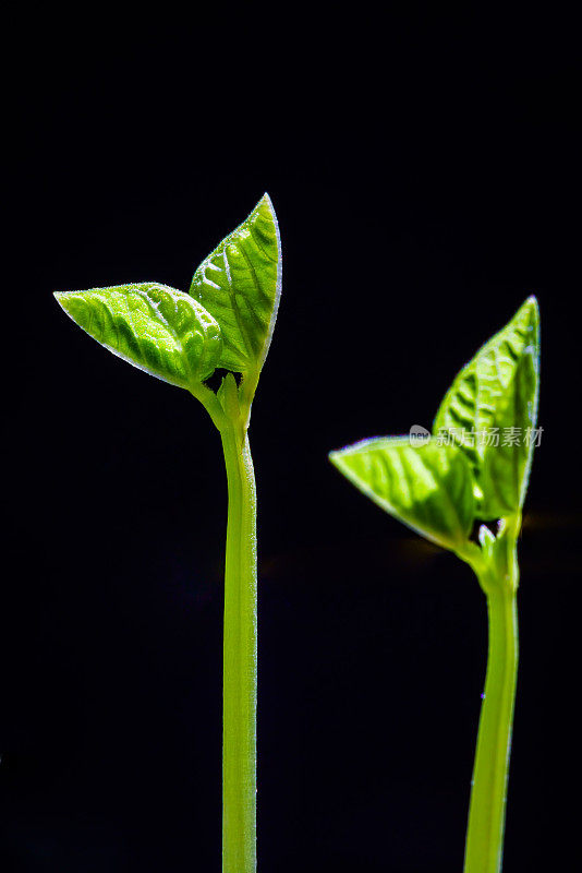 绿芽。植物播种和生长的步骤。绿色豆芽。花瓶内的绿叶植物