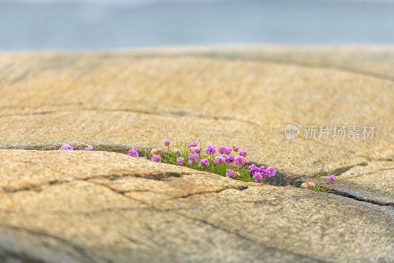 在岩石缝中的海节俭