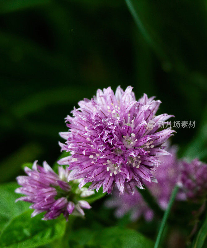 香草花园-香葱花