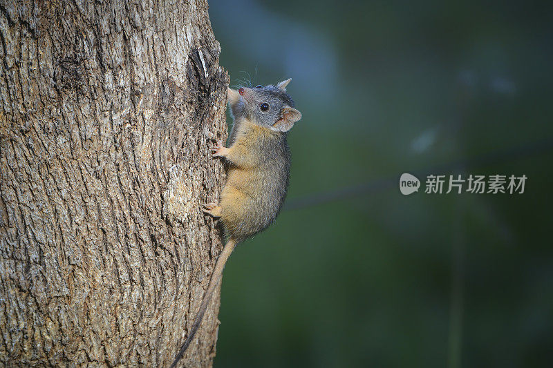 树上松鼠的特写镜头