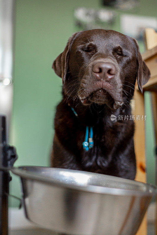 巧克力拉布拉多寻回犬1岁在家等待食物