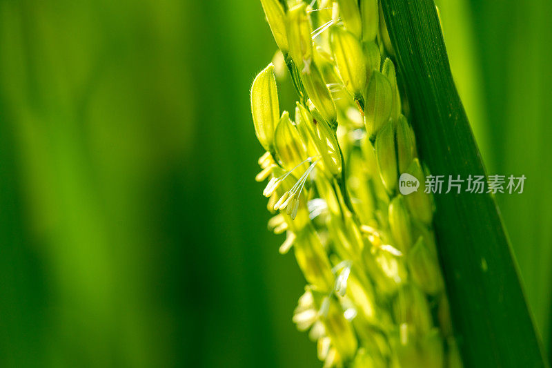 露水滴在稻叶上，稻花从种子开花