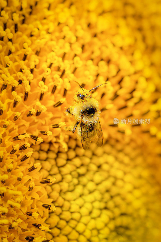 蜜蜂和向日葵近距离