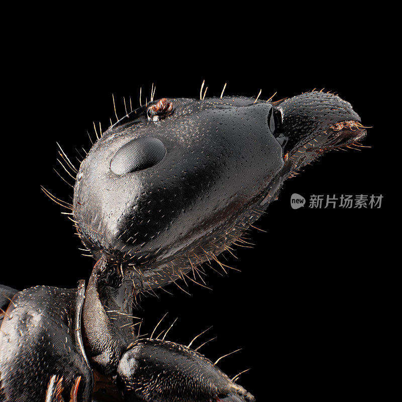 蚂蚁在显微镜下的肖像，孤立在黑色的背景