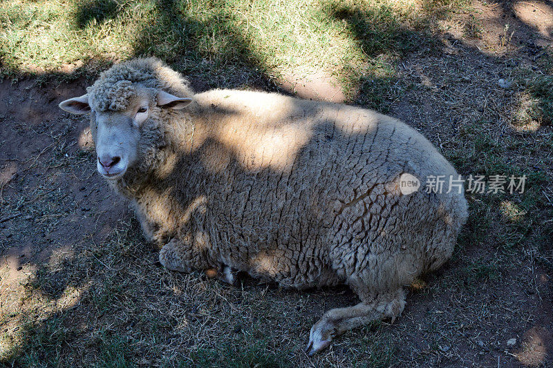 灰色的羊在草地上