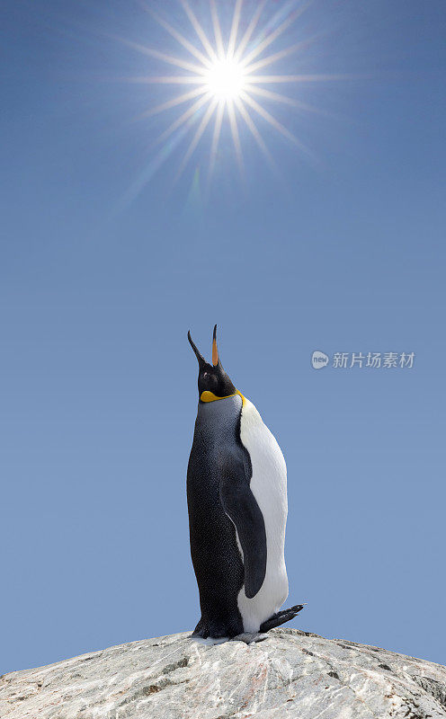 炎炎烈日下，南乔治亚岛的南极王企鹅